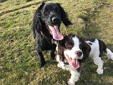 working cocker spaniels